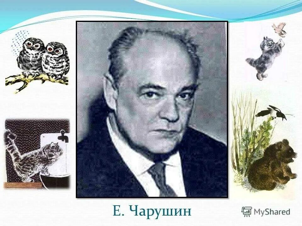 Чарушин портрет писателя. Е Чарушин художник иллюстратор. Художника иллюстратора чарушина