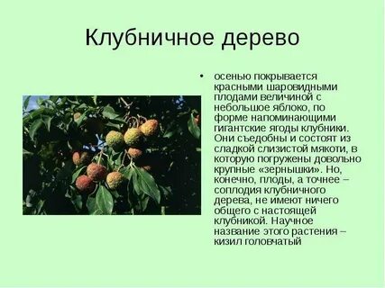 Помню кирпично красный покрытый садами берег