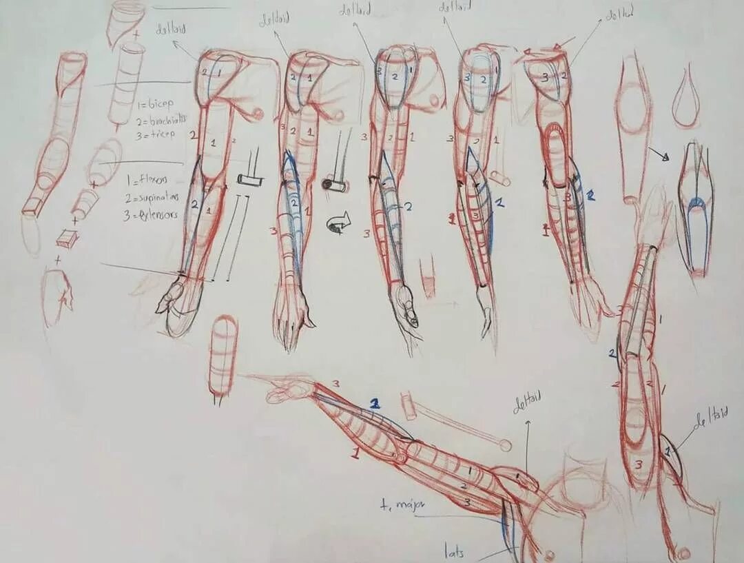 Пропорции человеческой руки. Пропорции рук и ног человека. Золотое сечение пропорция тела. Человек анатомия рука пропорции. Пропорции кисти руки человека.