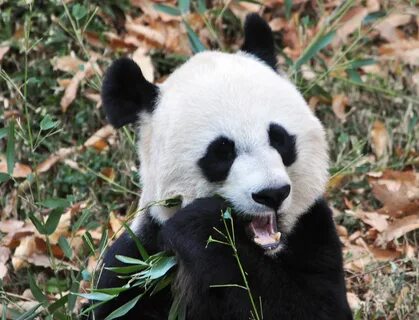 Panda many