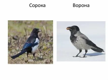 Ворона и сорока
