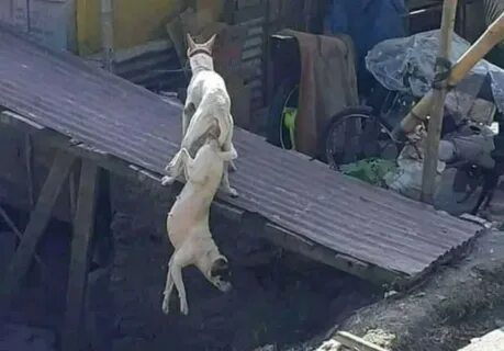 Сделал из друга собаку