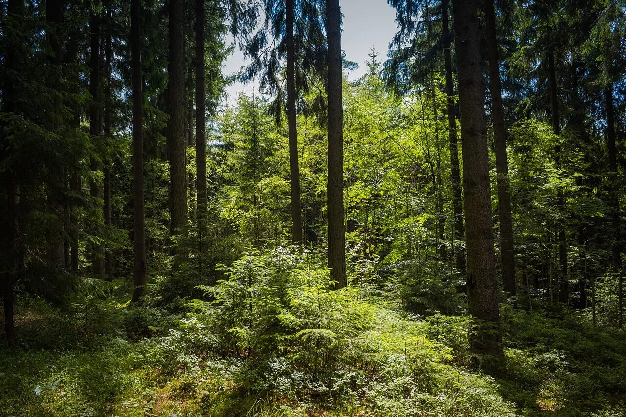 Evergreen coniferous Forests. Хвойный лес. Трава в хвойном лесу. Труднопроходимый хвойный лес. Видом средообразователем в хвойном лесу