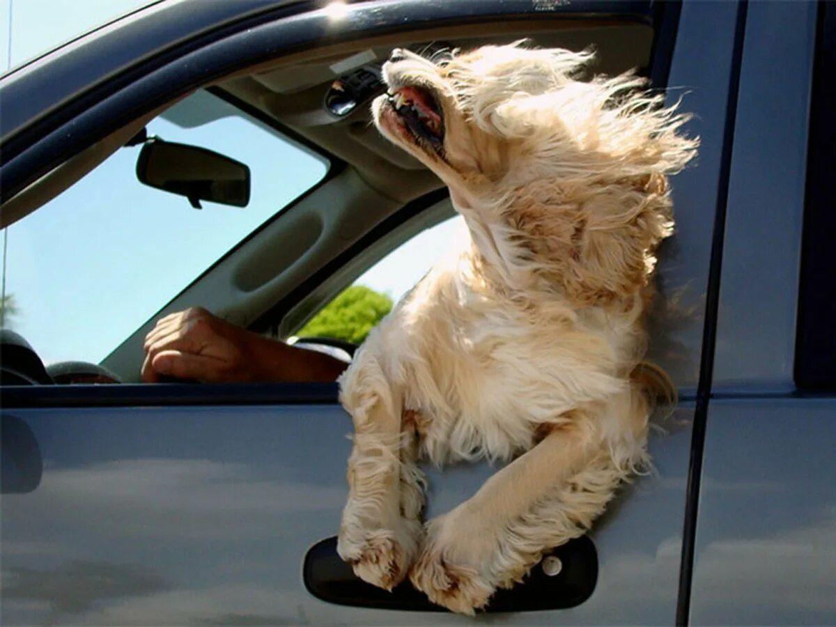Паршивый пес. Собака в окне автомобиля. Пес в окне машины. Собачка из окна машины. Собака из окна машины.