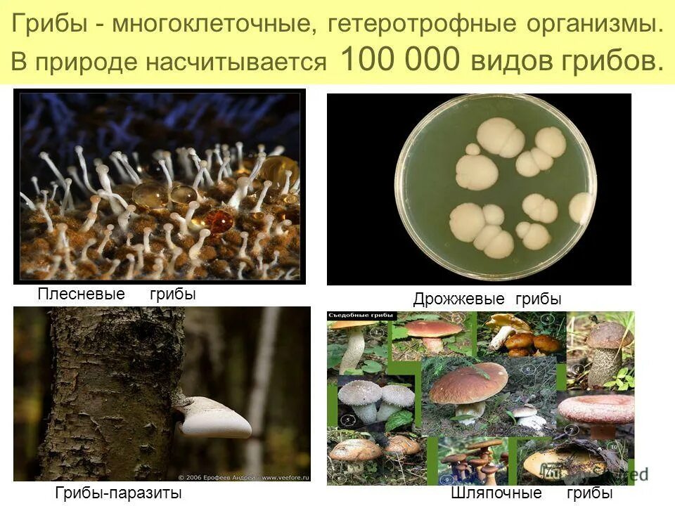 Грибы могут быть многоклеточными. Многоклеточные организмы грибы. грибы гетеротрофные организмы. дрожжевые грибы в природе. дрожжевой многоклеточный гриб.