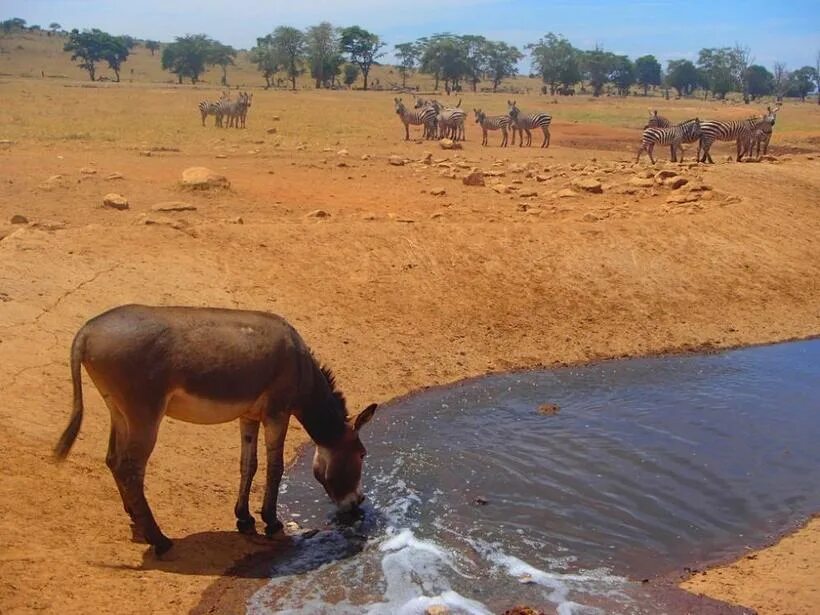Засуха животные. Животные без воды. Спасение животных Африка. Пересохший водопой.