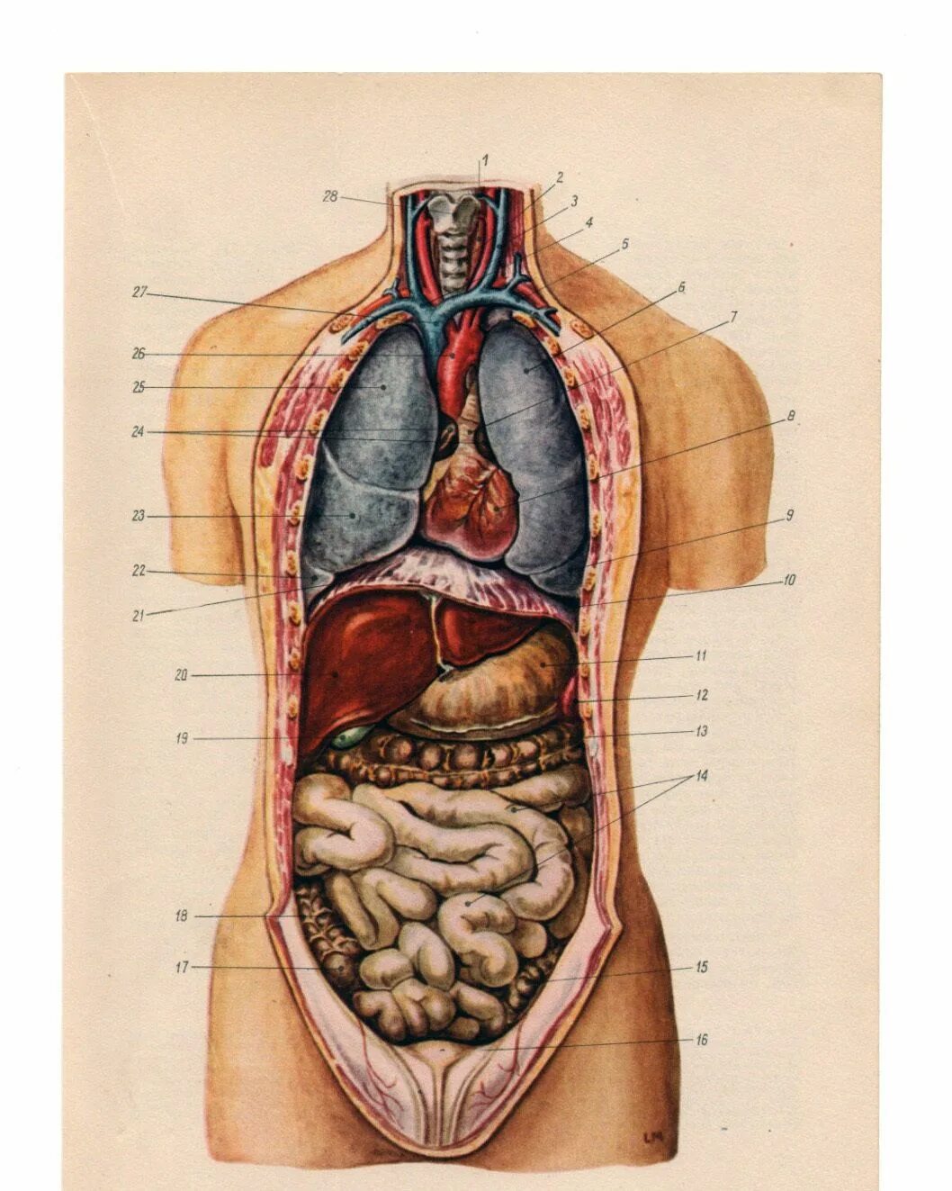 Органы живота. Анатомия брюшной полости человека. Строение внутренних органов человека брюшная полость. Анатомический атлас брюшная полость. Строение внутренних органов человека брюшная полость мужчины.