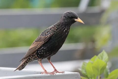 Star bird