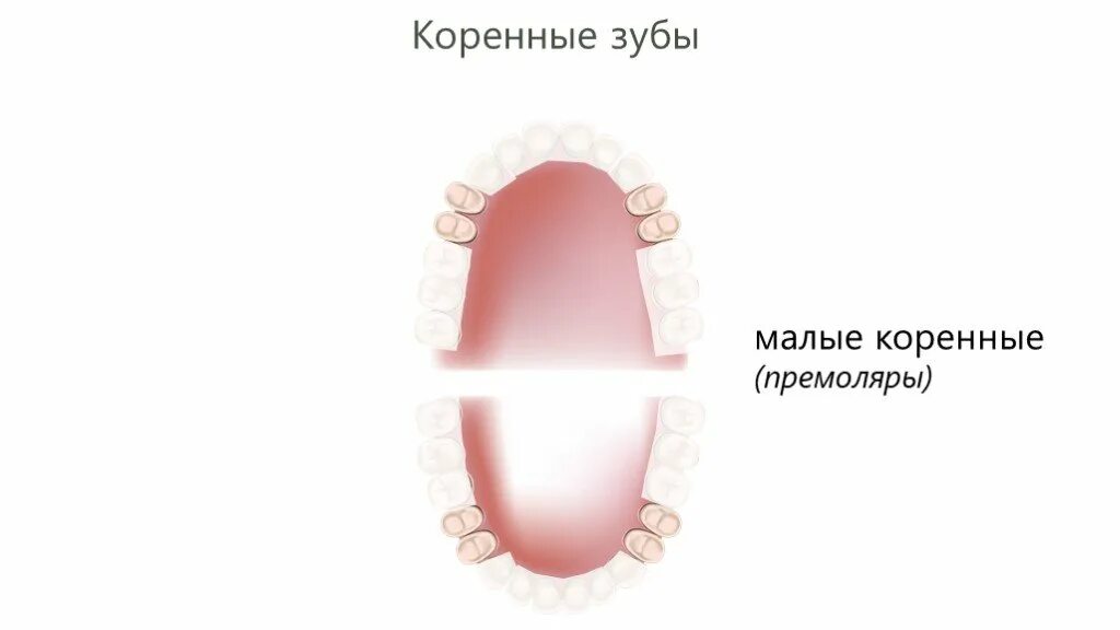 Зубы резцы клыки малые коренные большие коренные. Зубная формула моляры премоляры. Малые коренные сколько. Корни первого премоляра верхней челюсти. Корневые каналы второго премоляра верхней челюсти.