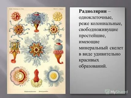 Объясните почему клетка простейших является самостоятельным организмом
