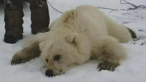 Силен медведь
