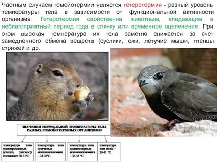 Гетеротермия это