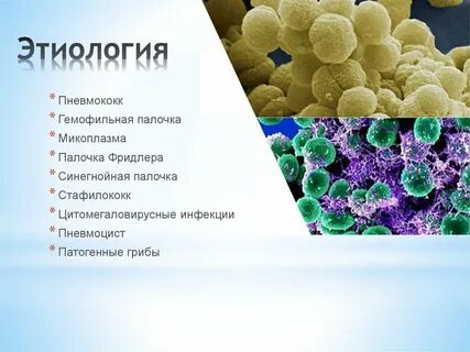 Палочка пневмококка