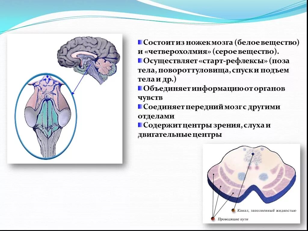 Функции среднего мозга 8 класс биология. Головной мозг строение серое и белое вещество. Структуры белого вещества среднего мозга. Средний мозг белое вещество. Функции белого вещества среднего мозга.