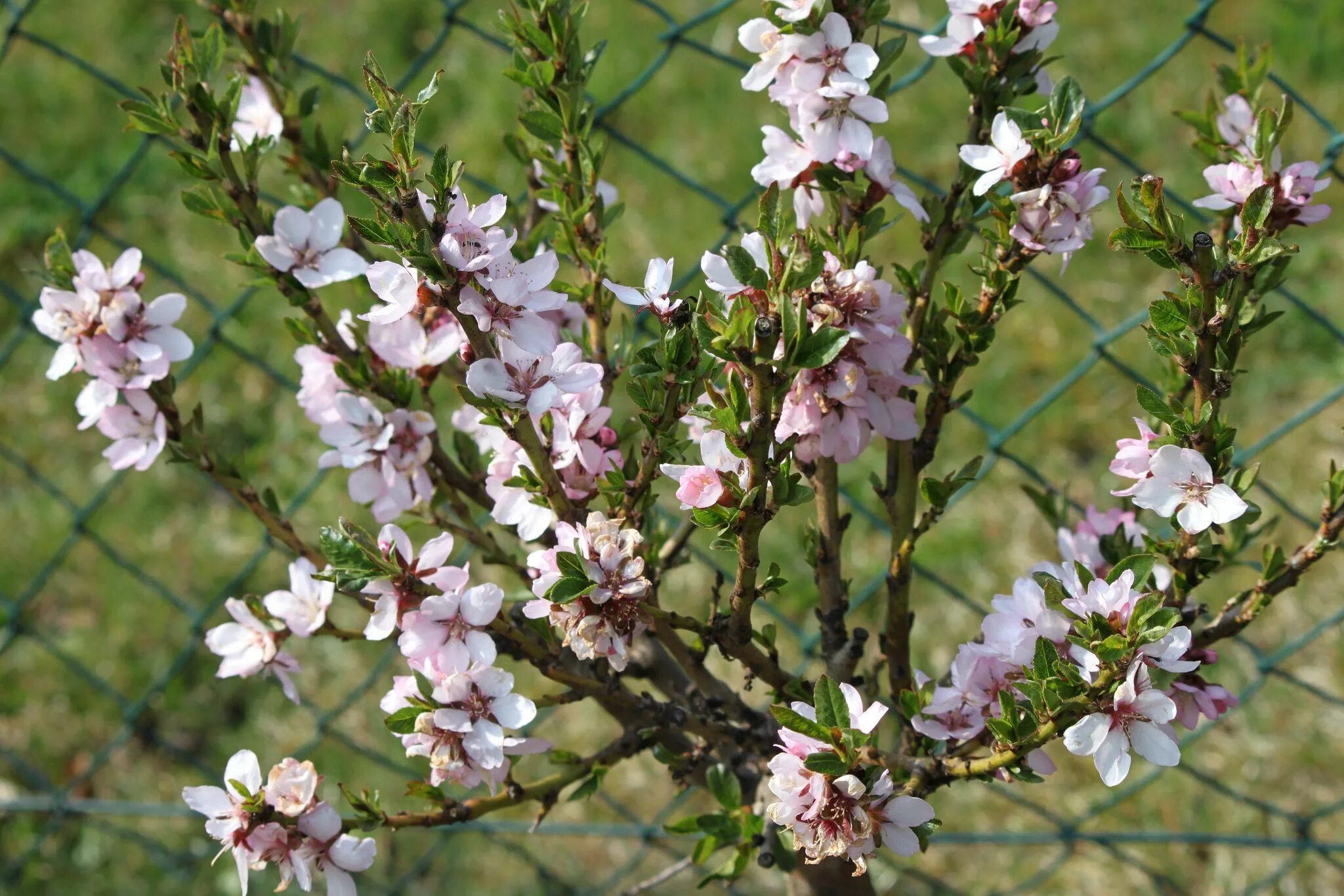 Миндаль простой. Миндаль обыкновенный (Amygdalus communis). Миндаль обыкновенный (Prunus Dulcis). Миндаль обыкновенный (Amygdalus communis l.). Горький миндаль растение.