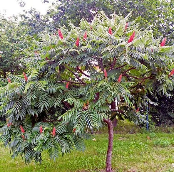 Сумах оленерогий уксусное дерево. Сумах уксусный Rhus typhina. Сумах оленерогий, пушистый, уксусное дерево (Rhus typhina).. Сумах пушистый оленерогий уксусное дерево.