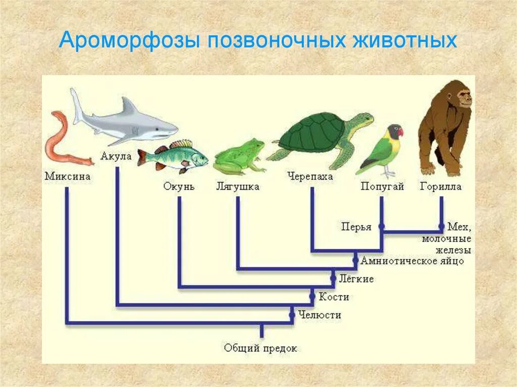 Некоторые эволюционные изменения приводят к появлению. Макроэволюция таблица 9 класс биология. Примеры эволюционных преобразований живых организмов схема. Макроэволюция это в биологии 9 класс кратко. Таблица по биологии 9 класс Макроэволюция.