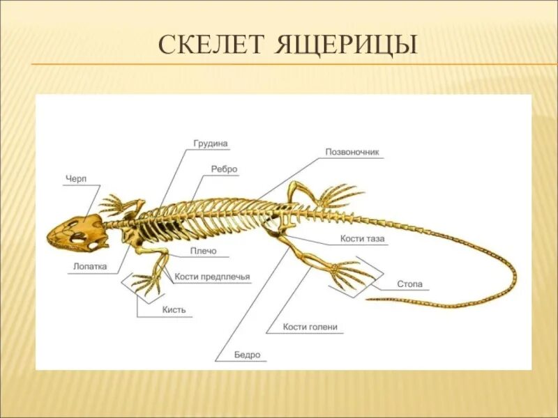 Какой отдел скелета есть у пресмыкающихся. Скелет ящерицы биология 7 класс. Скелет туловища пресмыкающихся. Скелет прыткой ящерицы 7 класс. Скелет пресмыкающиеся ящерицы.