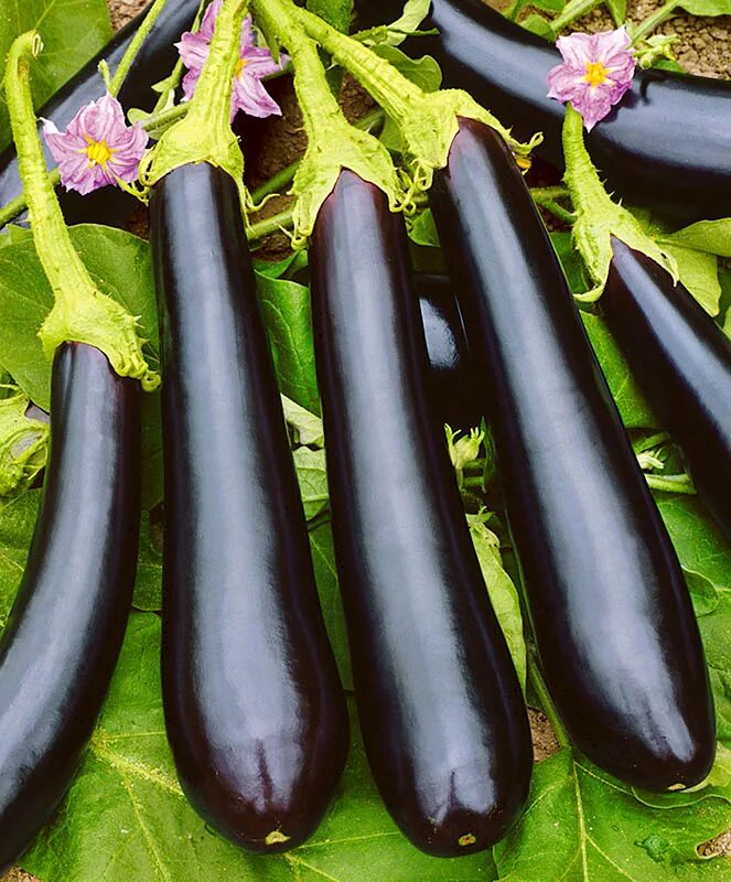 баклажаны семена лучшие сорта. баклажан сорт черный красавец. семена. баклажаны сорт халиф f1. баклажан байкал f1.