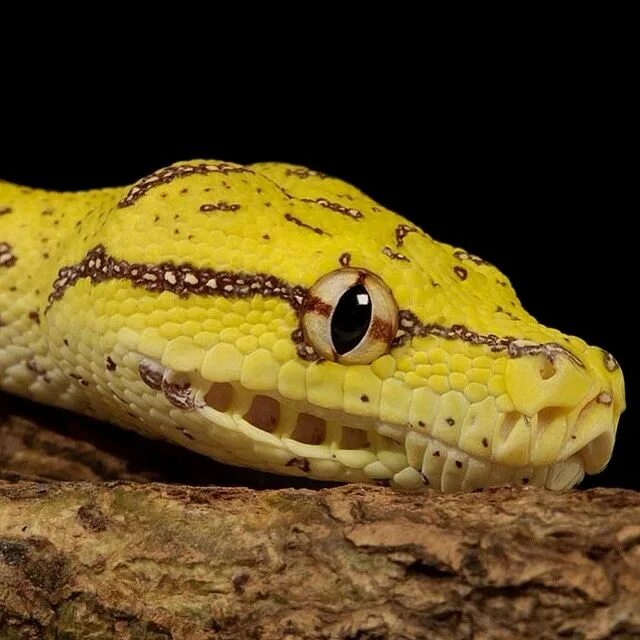 Желтый уж. Маленькая змея. Западная подвязочная змея. Желтый уж. Желтый уж.