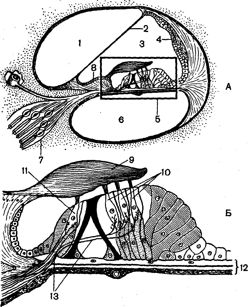 Кортиев орган вестибулярный аппарат. Слуховой анализатор Кортиев орган. Строение внутреннего уха Кортиев орган. Кортиев орган внутреннего уха анатомия. Строение уха Кортиев орган.