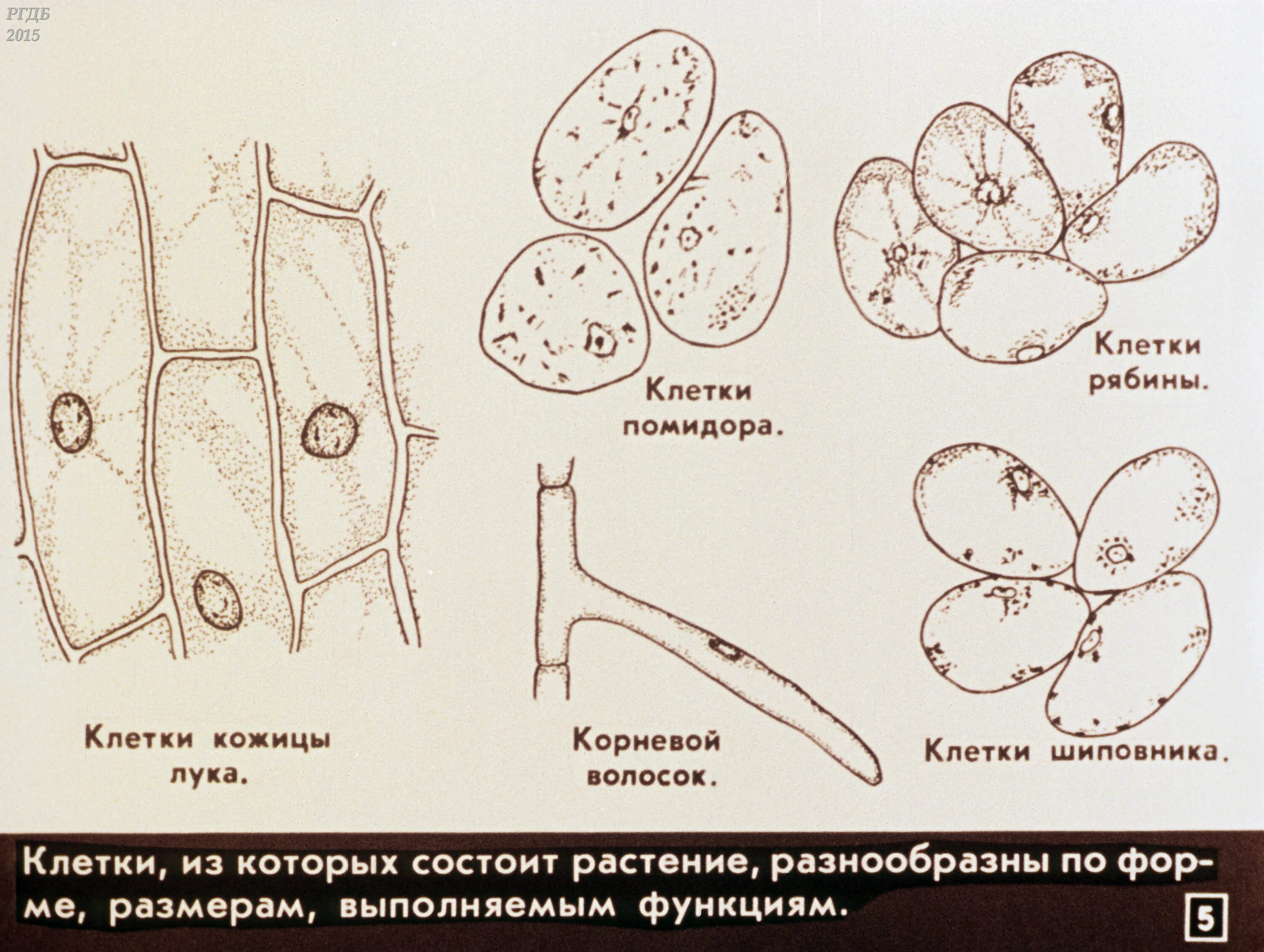 Клетка мякоти рябины. Строение клетки томата под микроскопом. Строение клетки мякоти томата. Клетки мякоти плода томата. Клетки томата под микроскопом.