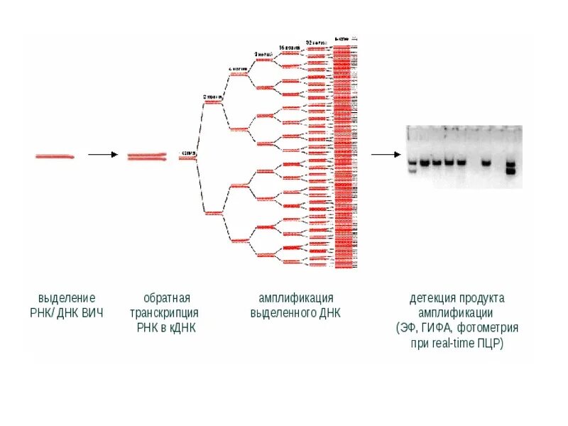 ПЦР РНК. Схема ДНК-полимеразной реакции. Полимеразная цепная реакция методика исследования. ПЦР диагностика методом ПЦР.