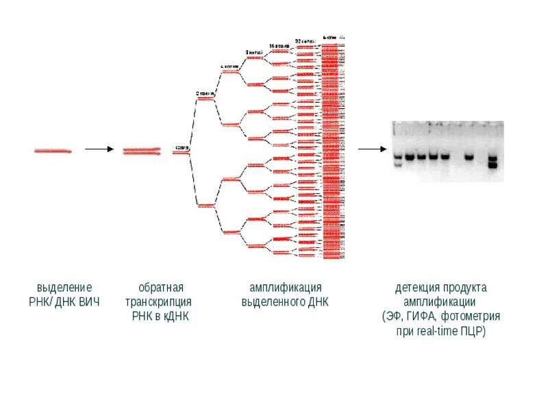 Пцр тест качественное. Схема ДНК-полимеразной реакции. Полимеразная цепная реакция методика исследования. ПЦР диагностика методом ПЦР. Метод ПЦР ВИЧ.