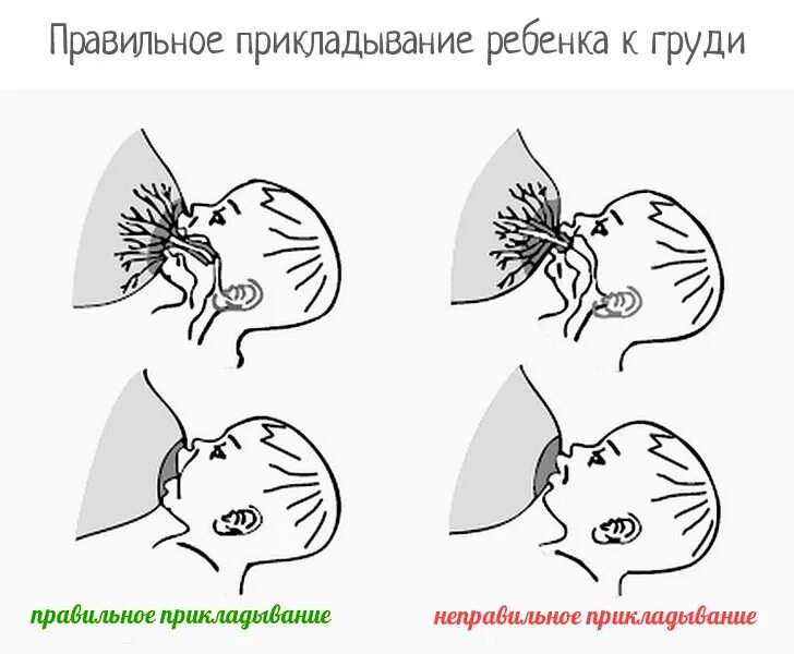 Почему во время лактации