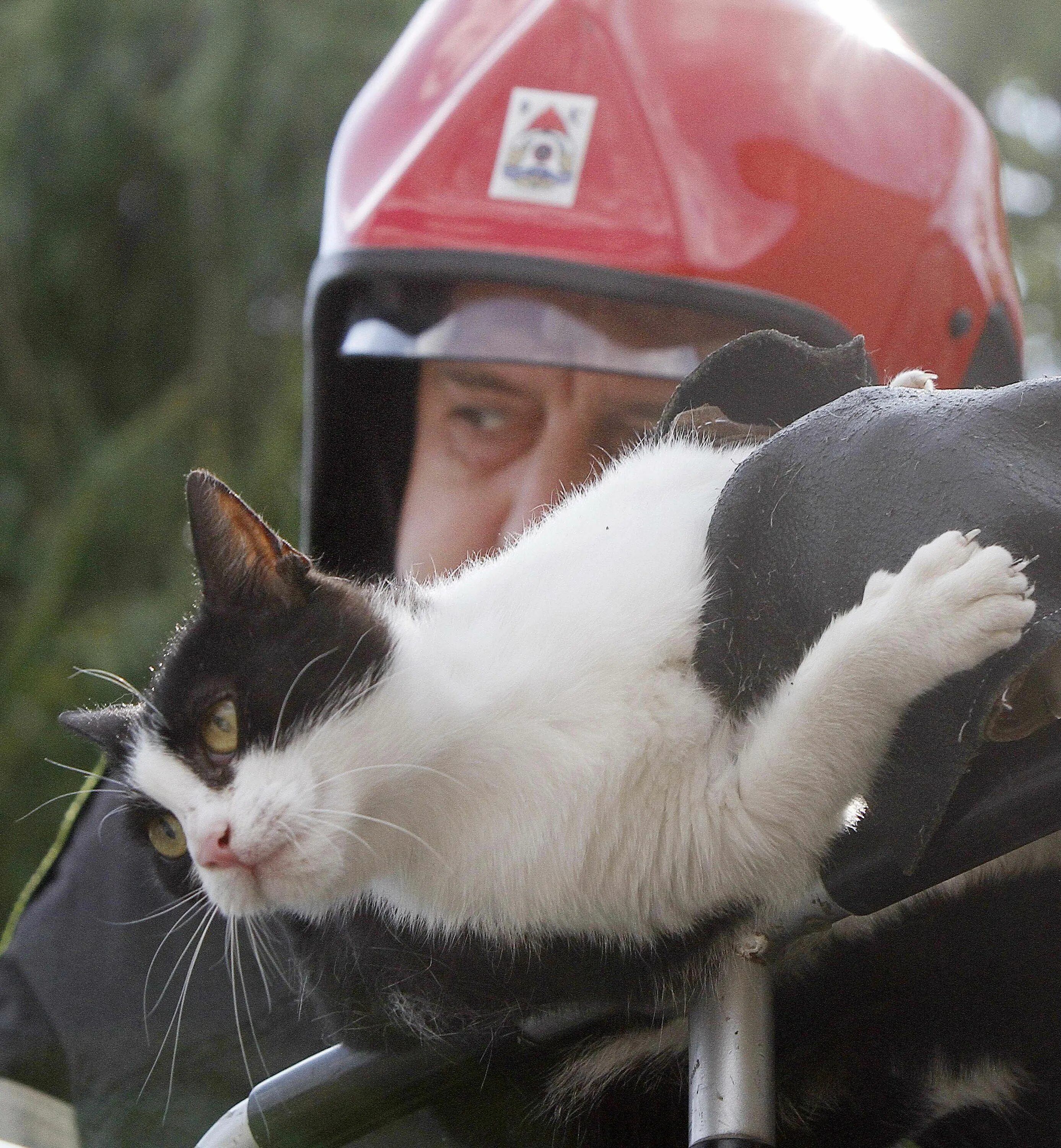 Saving cat