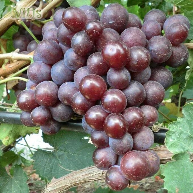 Сенатор описание