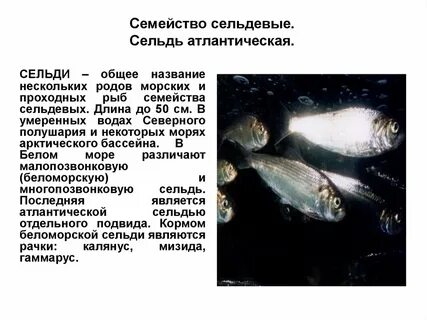 Где водится рыба сельдь