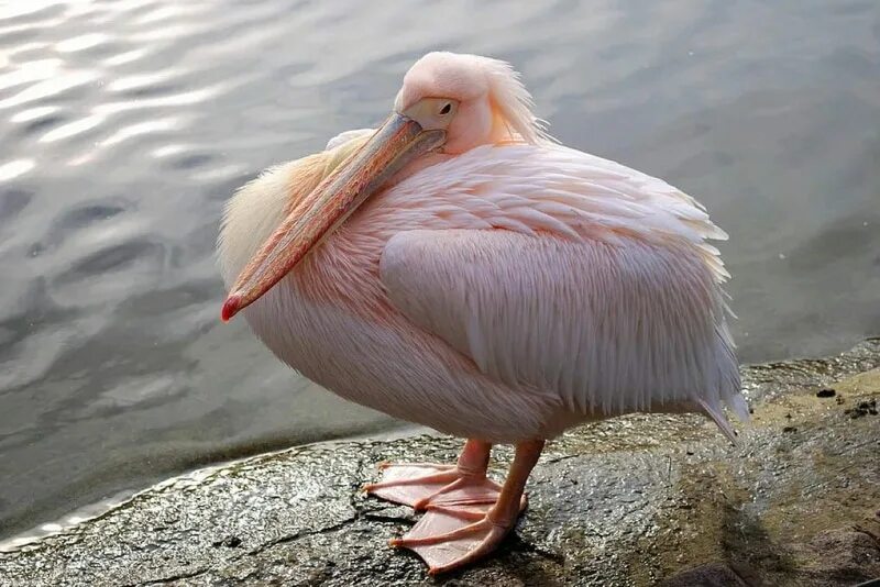 Птица спит лежа. Фламинго стоит на одной ноге. Какие птицы спят стоя. Фламинго. Какие птицы спят стоя.