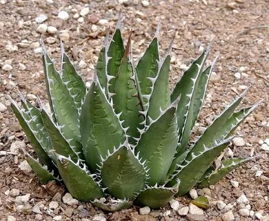 Agave