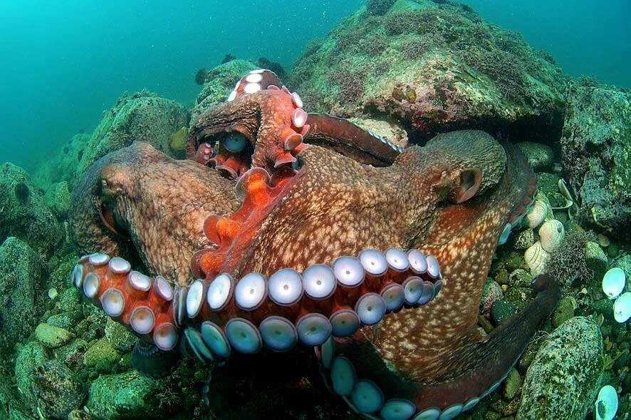 Дальневосточный морской заповедник осьминог. Морские жители. Подводные обитатели. Обитатели морского дна.