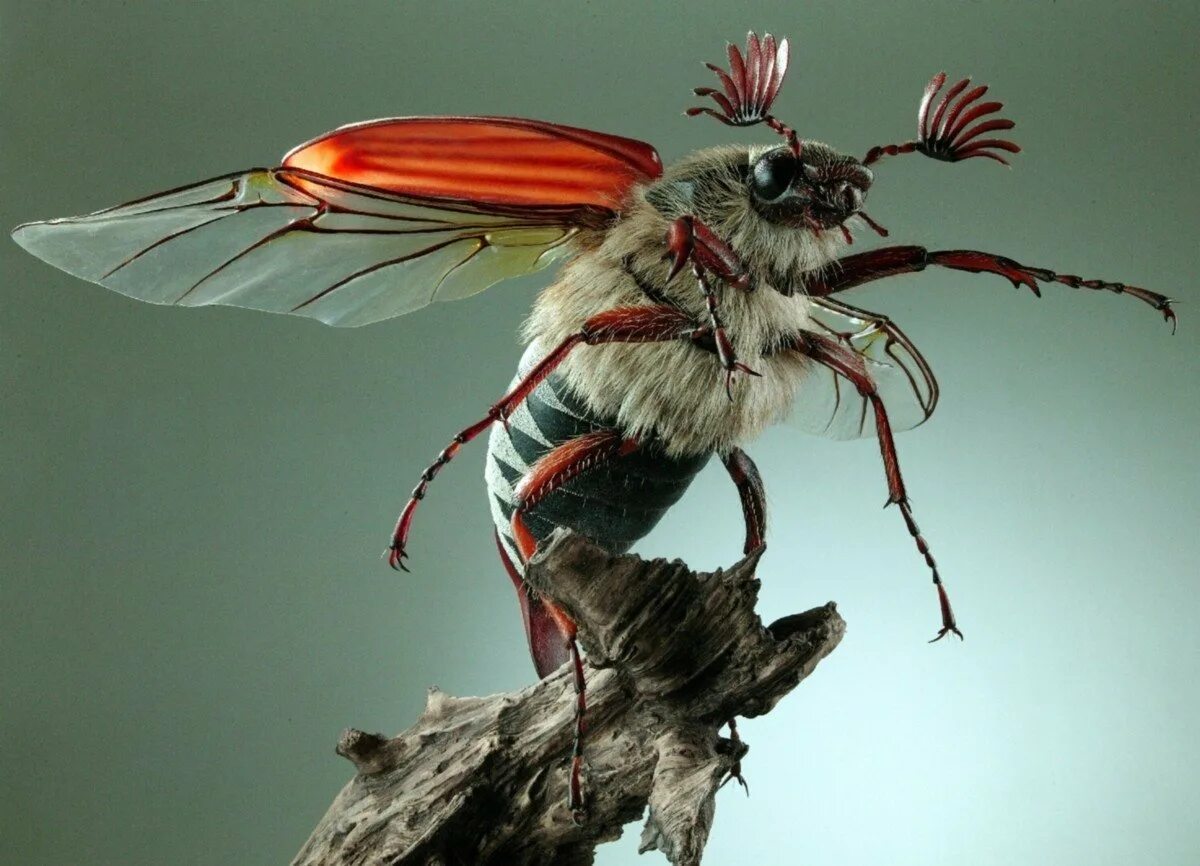 майский хрущ крылья. майский жук летает. майский жук летает. крылья майского жука. летающие жуки.