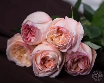 Розы romantica