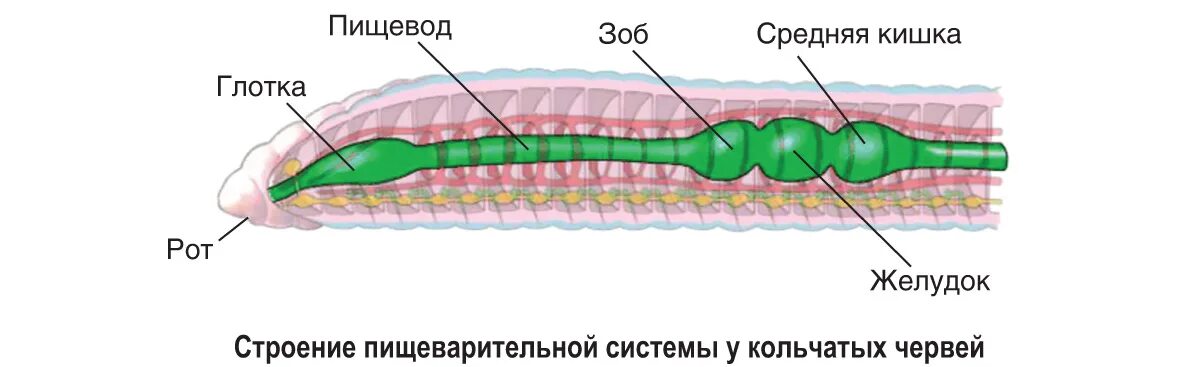 Зоб пищевода. Кольчатые черви пищеварительная система. Пищеварительная система дождевого червя. Пищеварительная система кольчатого червя. Пищеварительная система система кольчатых червей.