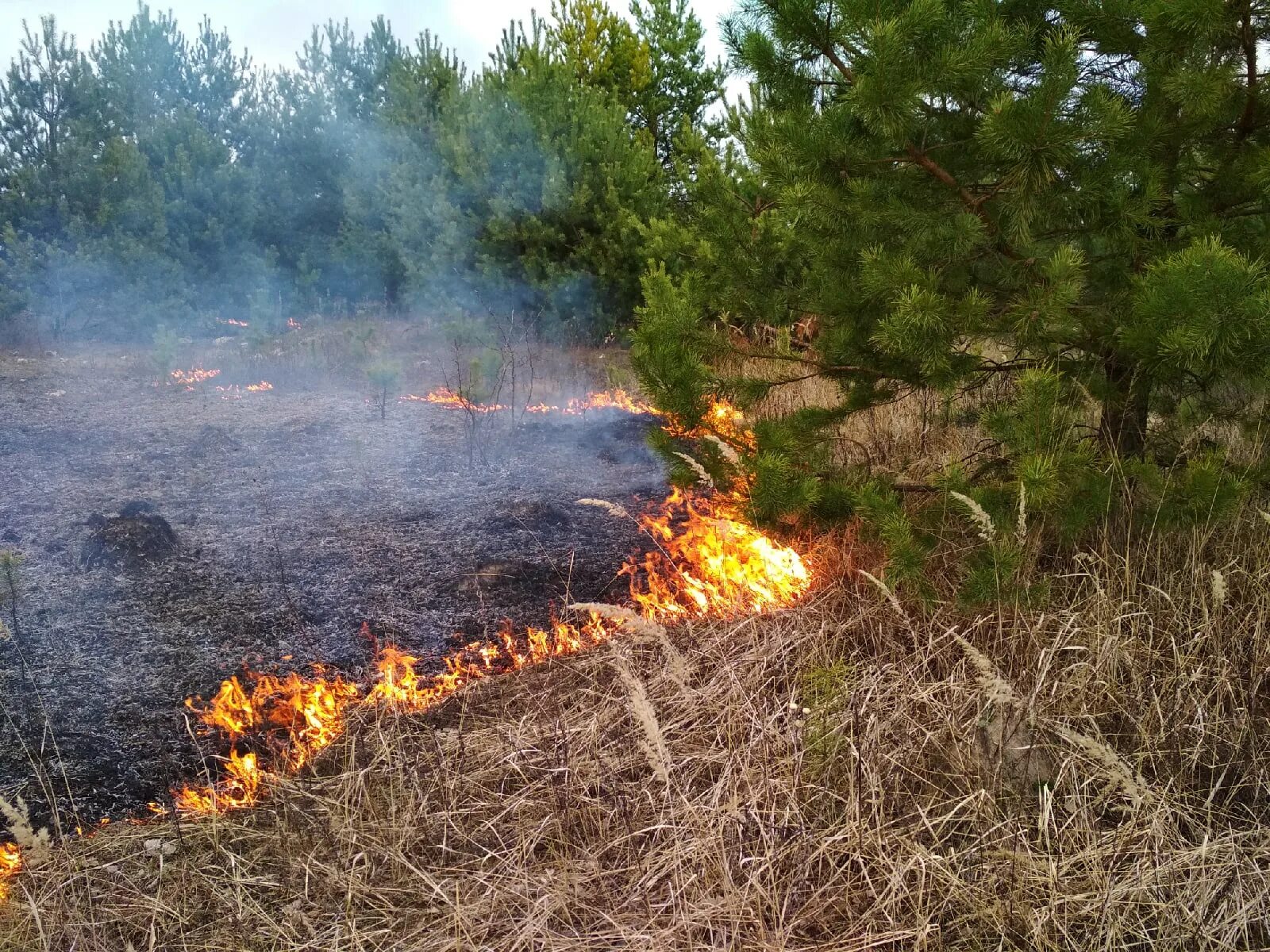 Сельхозпалы. Выжигание сухой растительности. Палы травы. Пожароопасный период. Пал травы картинка