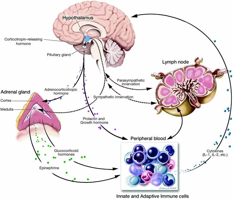 Гормоны стресса надпочечников. Кортизол при стрессе схема. Гипоталамо-гипофизарно-надпочечниковая система механизм. Кортизол гипоталамус. Схема влияния кортизола.