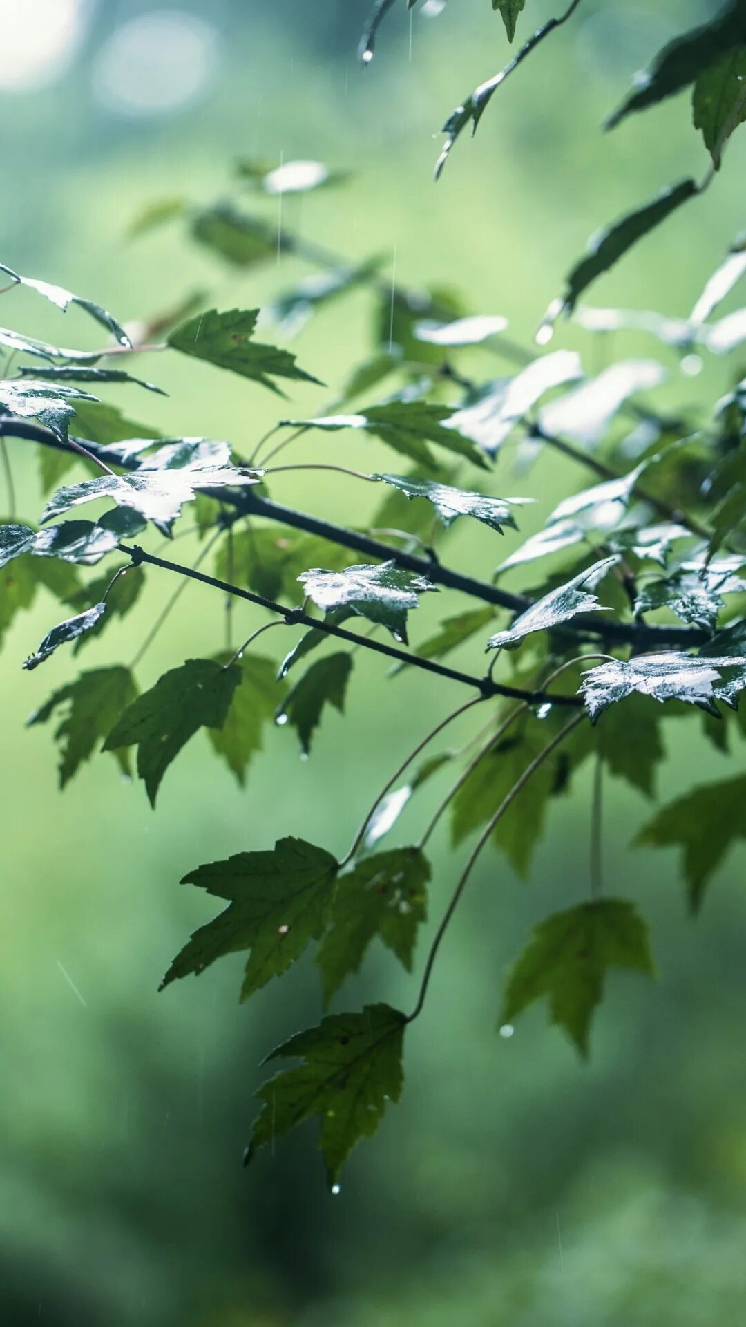 Легкий шелест листьев. Листья под дождем. Природа после дождя. Листва после дождя. Дерево под дождем.