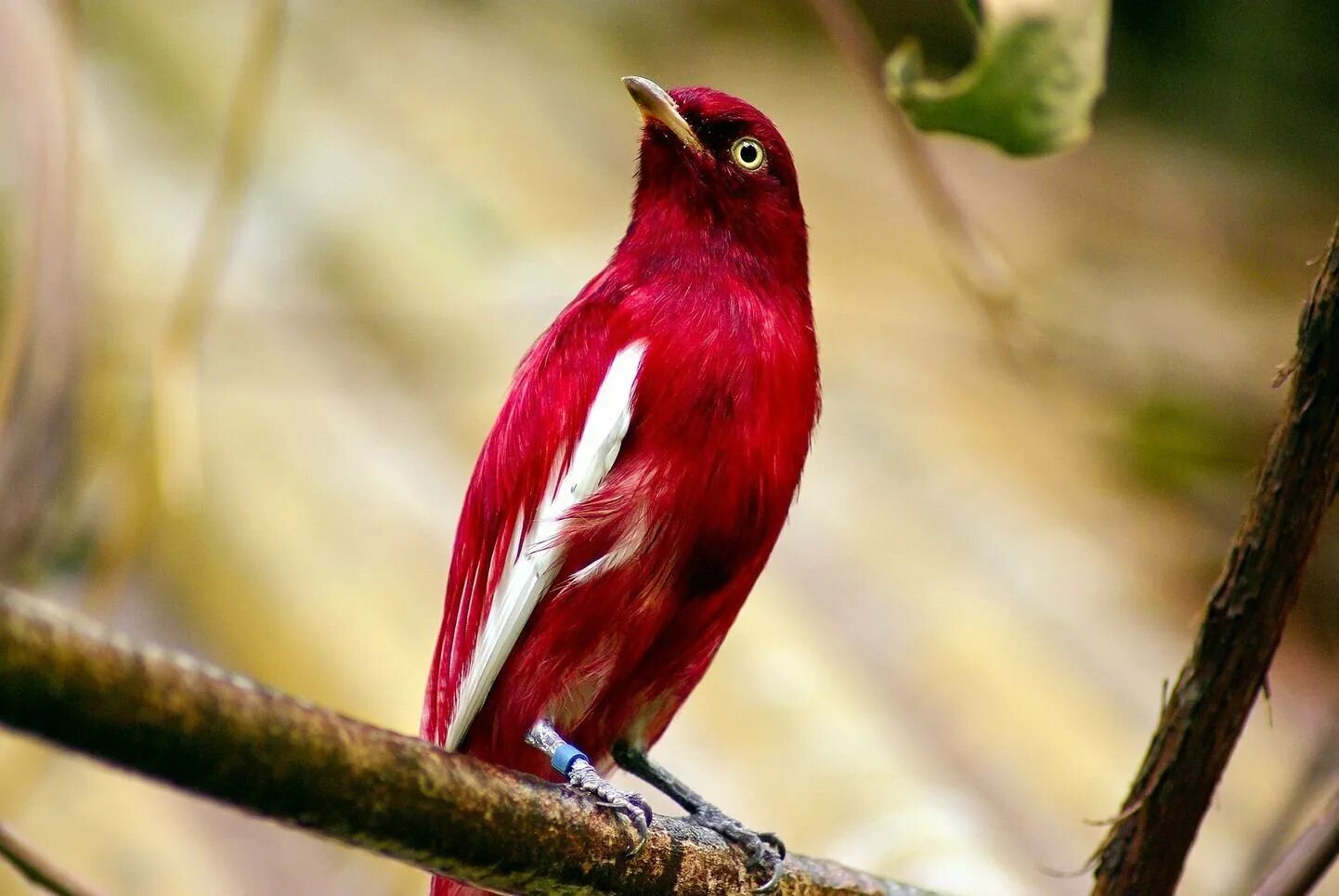 Carpodacus grandis. Бордовая птица. Красный амарант птица. Маленькая бордовая птичка. Крошечный амарант.