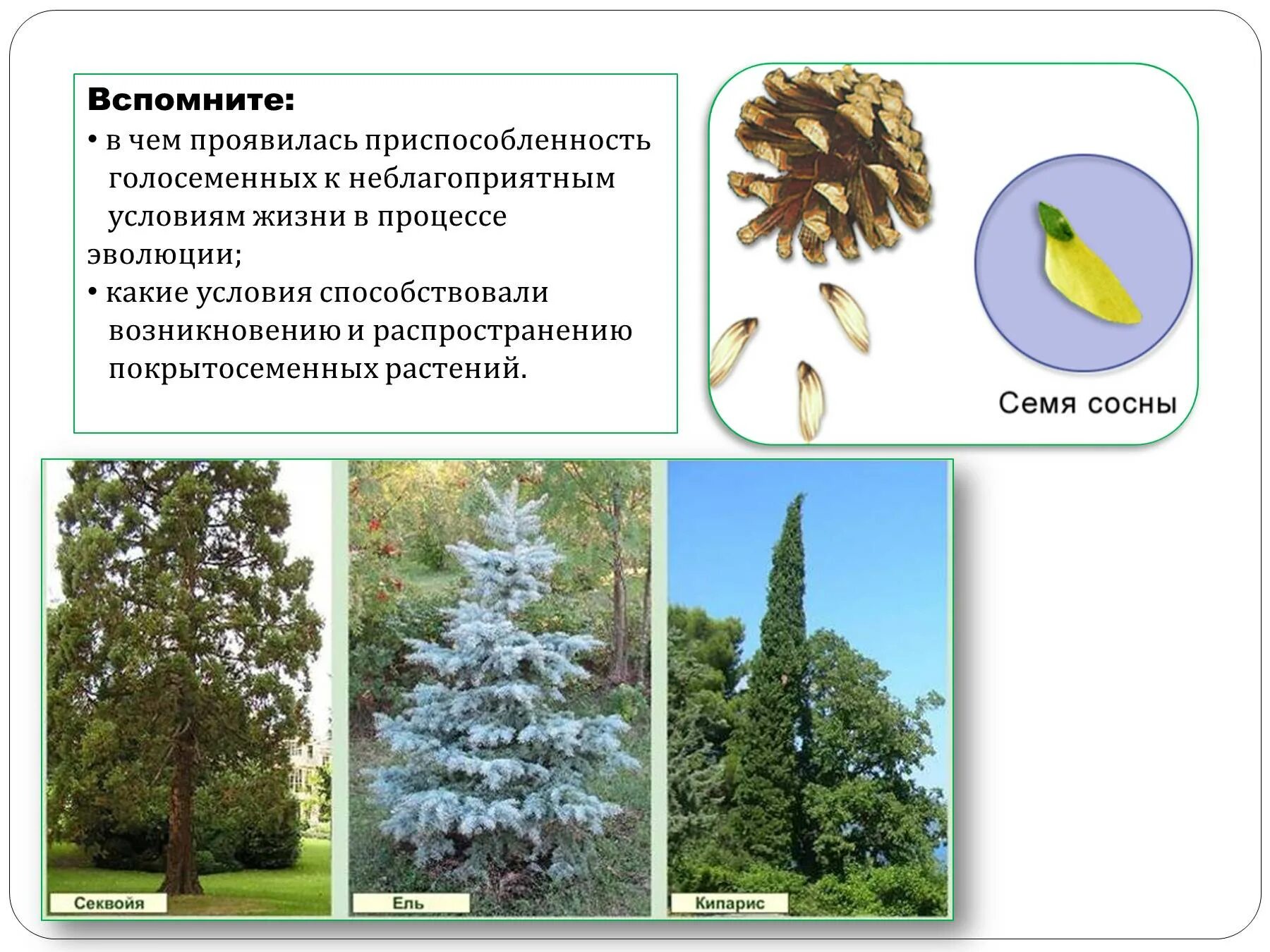 Приспособления голосеменных растений. Приспособленность голосеменных растений. Приспособления ели и сосны. Сосна приспособления к распространению. Семена ели приспособленность