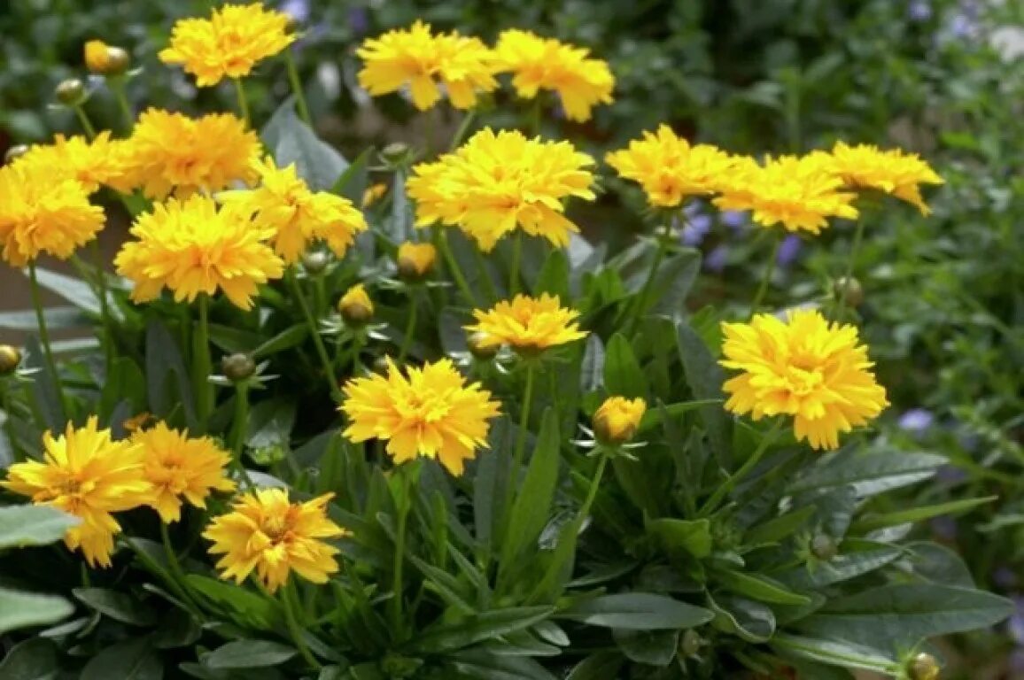 кореопсис грандифлора санрайз. кореопсис grandiflora. кариопсис гранди флора. кореопсис грандифлора. кореопсис эрли санрайз многолетний.