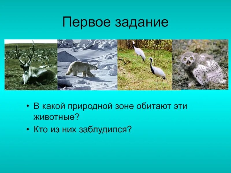 Какие животные обитают в каких природных зонах. Какие животные обитают в природных зонах России. Природные зоны и животные обитающие в них. Природные зоны России и животные обитающие 4 класс. В какой природной зоне обитают обезьяны