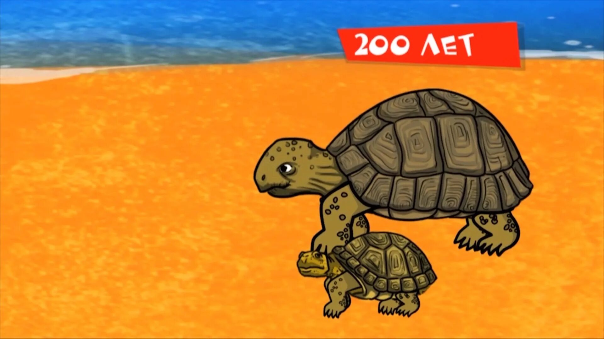 черепаха фернанда. ядовитые черепахи.