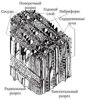 Лиственный разрез
