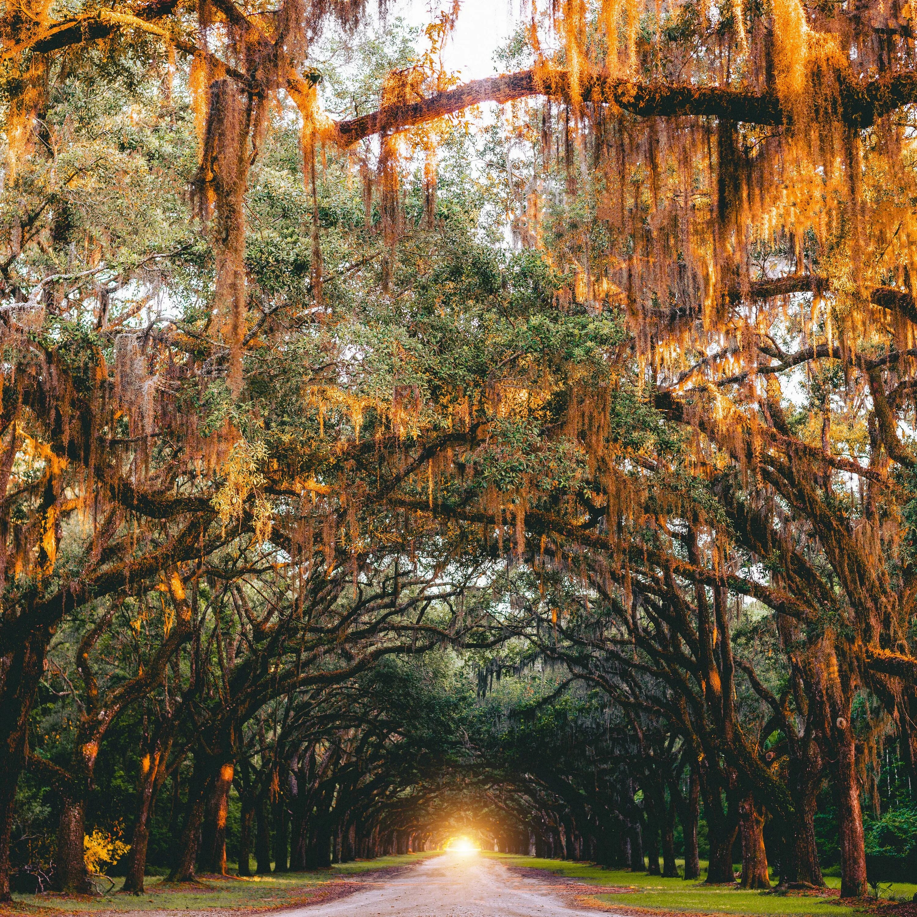 There are many trees in the park