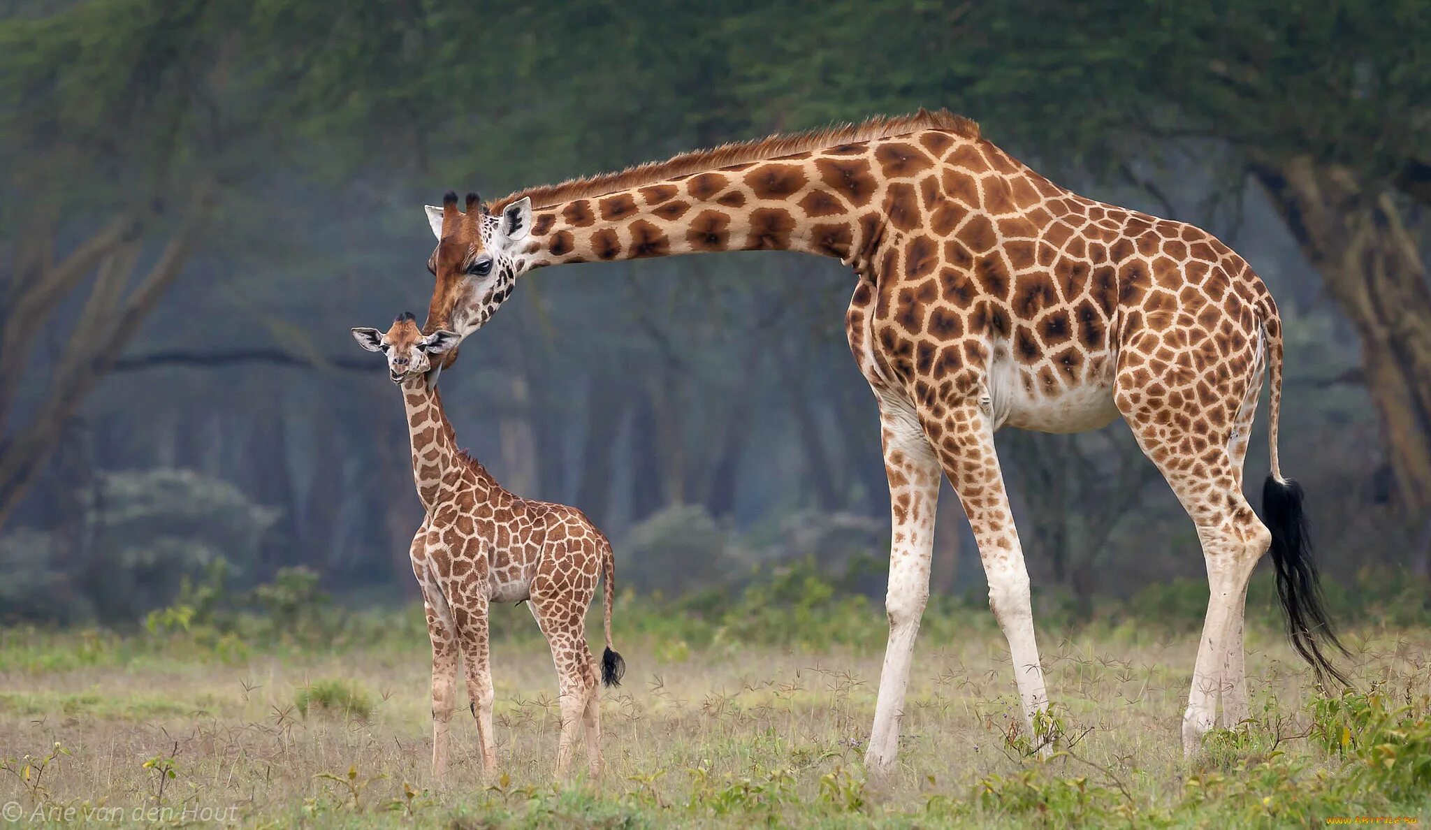 Родезийский Жираф. Жираф в Африке для детей. Жираф жирафа Жирафенок. Жираф в саванне.