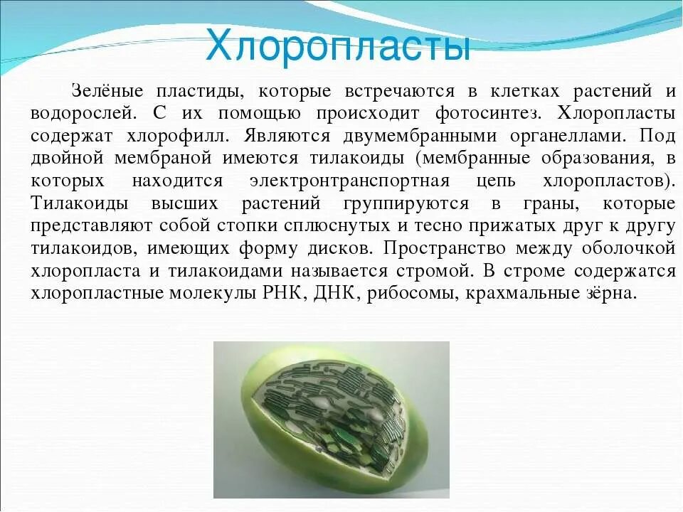 Хлорофилл в клетках водорослей содержится в. Хлорофилл в клетках зеленых водорослей содержится в. Зеленые пластиды. Что содержит хлоропласт.